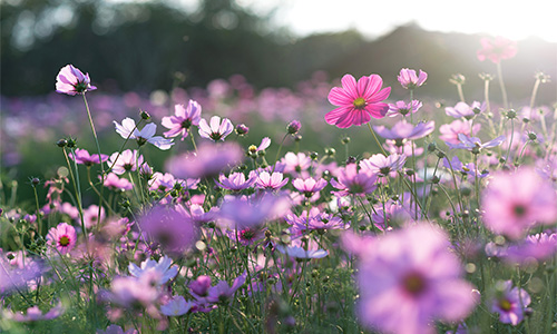 Flower meadow