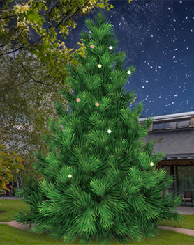 Tree of Light