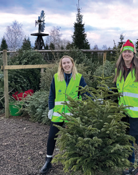 Christmas Tree Collection