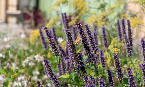 Lavender in the Hospice garden