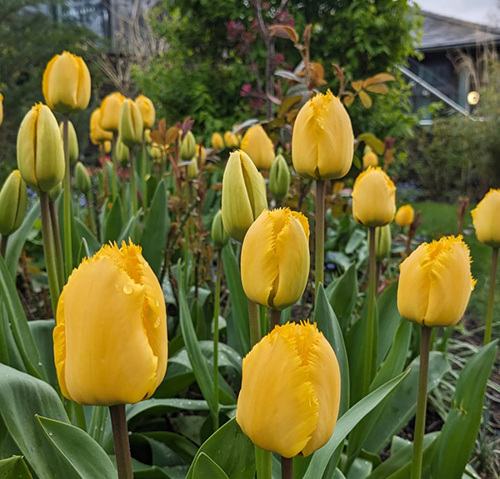 Tulips at the hospice