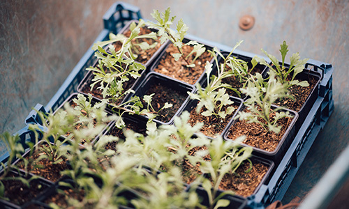 Seedlings