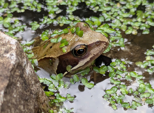 A frog enjoying the Hospice pond